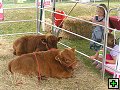 thn_NZ leden-unor 2006 078.jpg